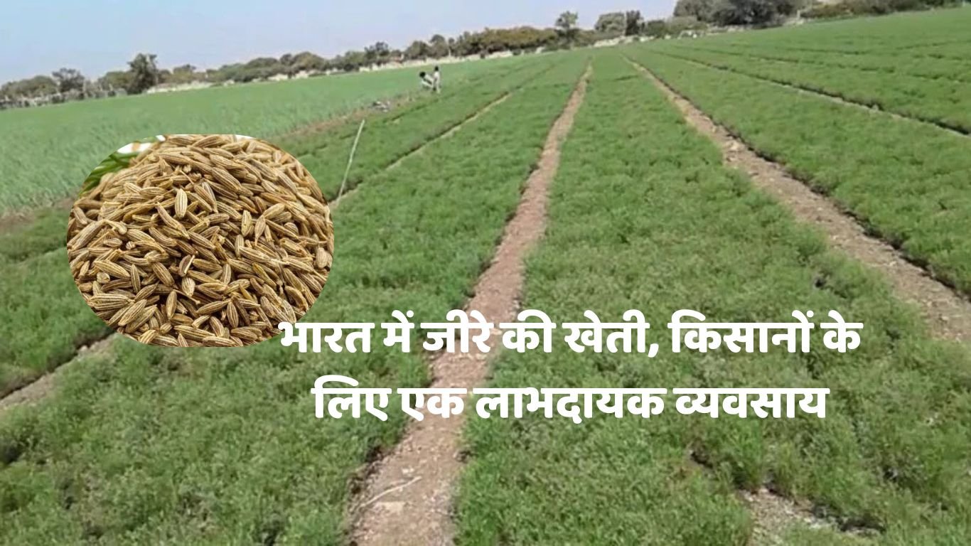भारत में जीरे की खेती, किसानों के लिए एक लाभदायक व्यवसाय