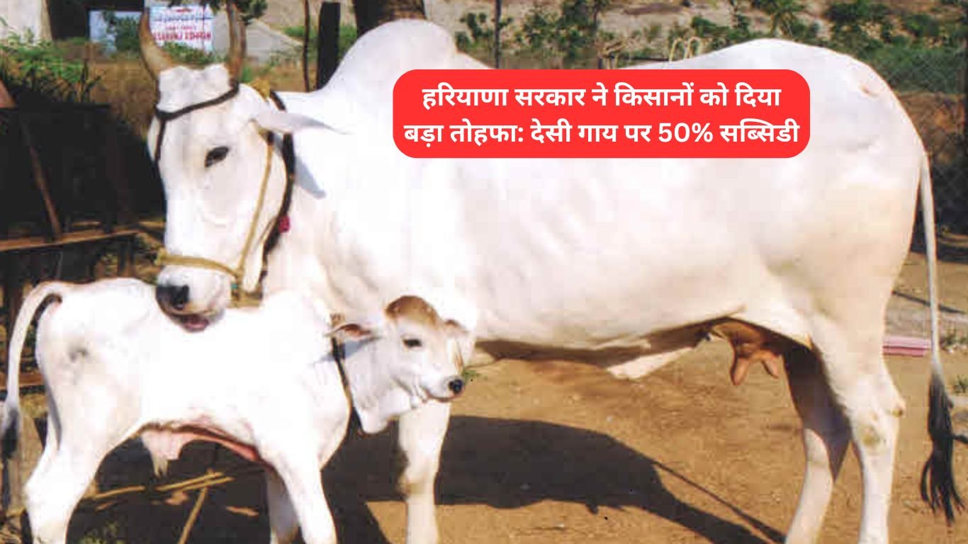हरियाणा सरकार ने किसानों को दिया बड़ा तोहफा: देसी गाय पर 50% सब्सिडी